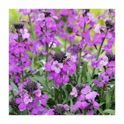 3 x Wallflower Plants | Erysimum hybridum Collection | 3 x 10.5cm Pots 10 3 x Wallflower Plants | Erysimum hybridum Collection | 3 x 10.5cm Pots -Eventual Sales Store PL50787 add image 3 c416