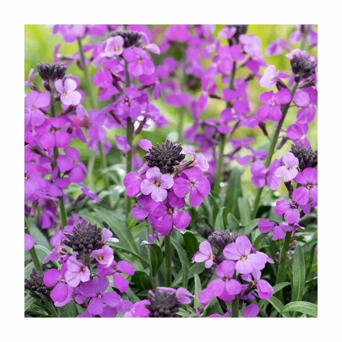 3 x Wallflower Plants | Erysimum hybridum Collection | 3 x 10.5cm Pots 6 3 x Wallflower Plants | Erysimum hybridum Collection | 3 x 10.5cm Pots - Image 4