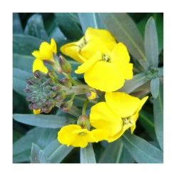 3 x Wallflower Plants | Erysimum hybridum Collection | 3 x 10.5cm Pots 11 3 x Wallflower Plants | Erysimum hybridum Collection | 3 x 10.5cm Pots -Eventual Sales Store PL50787 add image 4 b2e8