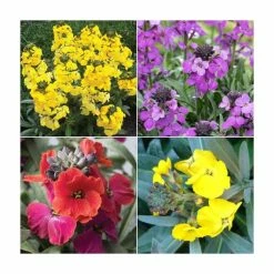 3 x Wallflower Plants | Erysimum hybridum Collection | 3 x 10.5cm Pots