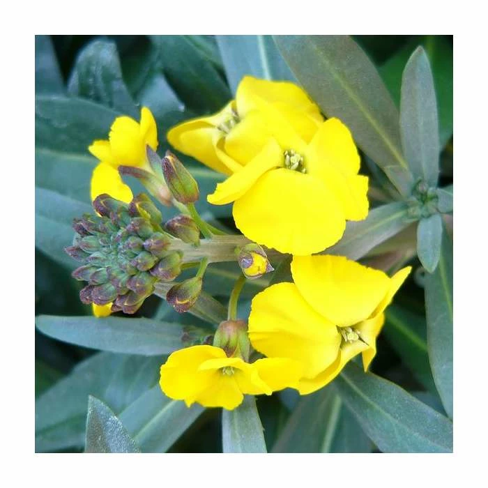 Erysimum hybridium 'Fragrant Sunshine' | 10.5cm Pot 4 Erysimum hybridium 'Fragrant Sunshine' | 10.5cm Pot - Image 2