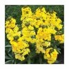 Erysimum hybridium 'Fragrant Sunshine' | 10.5cm Pot 2 Erysimum hybridium 'Fragrant Sunshine' | 10.5cm Pot -Eventual Sales Store PL50788 main image c2b6