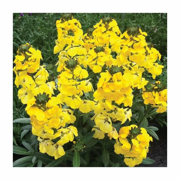 Erysimum hybridium 'Fragrant Sunshine' | 10.5cm Pot 3 Erysimum hybridium 'Fragrant Sunshine' | 10.5cm Pot