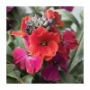 Erysimum hybridium 'Red Jep' | 10.5cm Pot 1 Erysimum hybridium 'Red Jep' | 10.5cm Pot -Eventual Sales Store PL50789 main image f26c