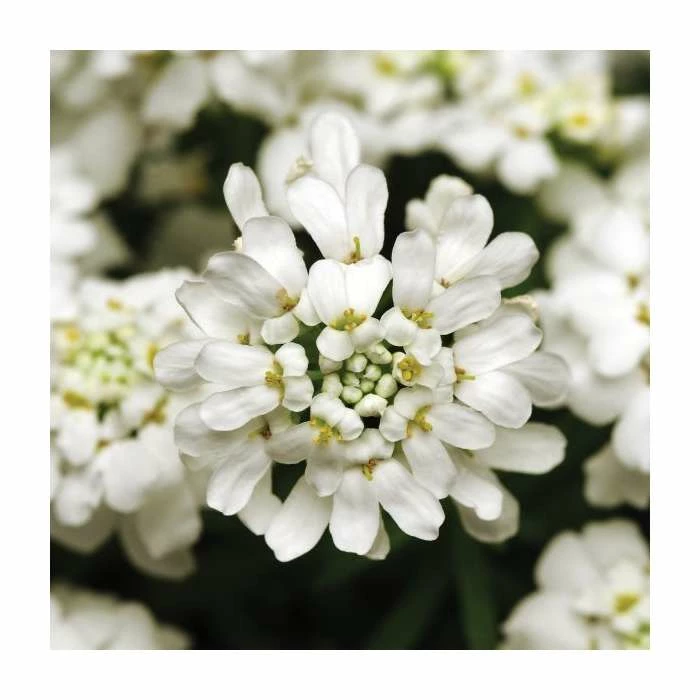 Iberis sempervirens 'Whiteout' | 10.5cm Pot 3 Iberis sempervirens 'Whiteout' | 10.5cm Pot