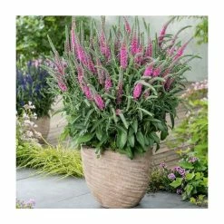 Veronica spicata 'Rose' | 10.5cm Pot