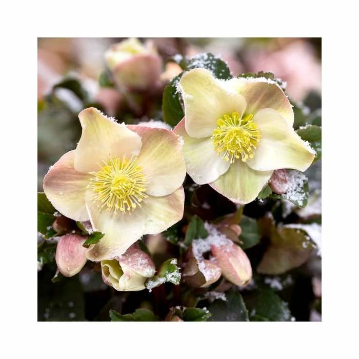 2ft Helleborus 'Cinnamon Snow' | 4.5L Pot | Helleborus Gold Collection® 5 2ft Helleborus 'Cinnamon Snow' | 4.5L Pot | Helleborus Gold Collection® - Image 3