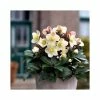 2ft Helleborus 'Cinnamon Snow' | 4.5L Pot | Helleborus Gold Collection® -Eventual Sales Store PL52006 main image 0efb