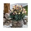 2ft Helleborus 'Maestro' | 4.5L Pot | Helleborus Gold Collection® -Eventual Sales Store PL52007 main image de03