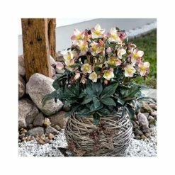 2ft Helleborus 'Maestro' | 4.5L Pot | Helleborus Gold Collection®