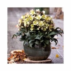 2ft Helleborus 'Marlon' | 4.5L Pot | Helleborus Gold Collection® -Eventual Sales Store PL52008 add image 1 b8da