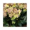 2ft Helleborus 'Marlon' | 4.5L Pot | Helleborus Gold Collection® -Eventual Sales Store PL52008 main image fef9