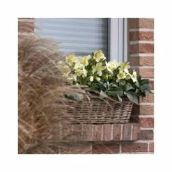 2ft Helleborus 'Ice Breaker® Max' | 4.5L Pot | Helleborus Gold Collection®