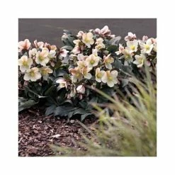 2ft Helleborus 'Malary' | 4.5L Pot | Helleborus Gold Collection® -Eventual Sales Store PL52012 add image 1 7b73