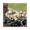 2ft Helleborus 'Malary' | 4.5L Pot | Helleborus Gold Collection® -Eventual Sales Store PL52012 main image ca0f