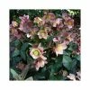 2ft Helleborus 'Merlin' | 4.5L Pot | Helleborus Gold Collection® -Eventual Sales Store PL52013 main image 8c43