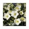 2ft Helleborus 'Ice N' Roses® White' | 4.5L Pot | Helleborus Gold Collection® -Eventual Sales Store PL52018 main image d82c