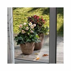 2ft Helleborus 'Ice N' Roses® Picotee' | 4.5L Pot | Helleborus Gold Collection® -Eventual Sales Store PL52019 add image 2 963a