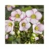 2ft Helleborus 'Ice N' Roses® Picotee' | 4.5L Pot | Helleborus Gold Collection®