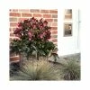2ft Helleborus 'Ice N' Roses® Red' | 4.5L Pot | Helleborus Gold Collection® -Eventual Sales Store PL52020 main image 978c