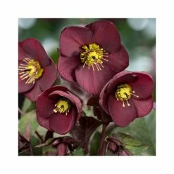 2ft Helleborus 'Ice N' Roses® Merlot' | 4.5L Pot | Helleborus Gold Collection®