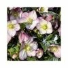 2ft Helleborus 'Ice N' Roses® Rose' | 4.5L Pot | Helleborus Gold Collection® 1 2ft Helleborus 'Ice N' Roses® Rose' | 4.5L Pot | Helleborus Gold Collection® -Eventual Sales Store PL52022 main image 37b1