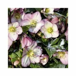 2ft Helleborus 'Ice N' Roses® Rose' | 4.5L Pot | Helleborus Gold Collection®