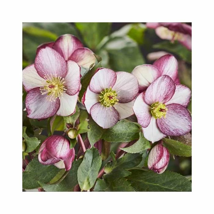 2ft Helleborus 'Ice N' Roses® Rosado' | 4.5L Pot | Helleborus Gold Collection® 3 2ft Helleborus 'Ice N' Roses® Rosado' | 4.5L Pot | Helleborus Gold Collection®