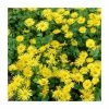 40cm Doronicum 'Leonardo Compact' | 3L Pot -Eventual Sales Store PL52031 main image 8d51
