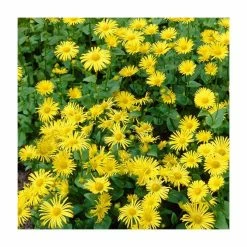 40cm Doronicum 'Leonardo Compact' | 3L Pot