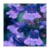 Penstemon 'Heavenly Blue' | 2L Pot -Eventual Sales Store PL52085 main image a592