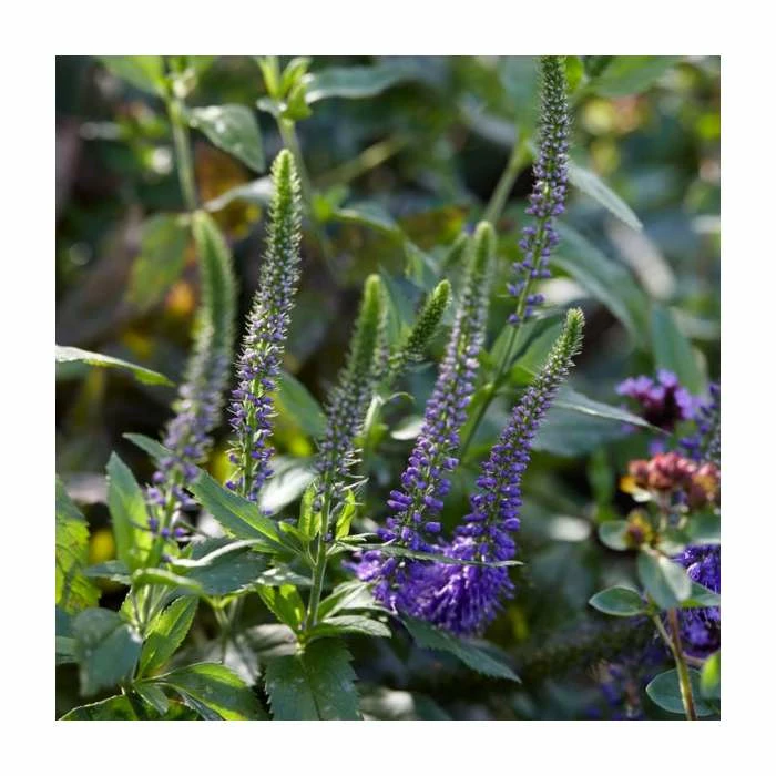 Veronica spicata 'Blue' | 10.5cm Pot 4 Veronica spicata 'Blue' | 10.5cm Pot - Image 2
