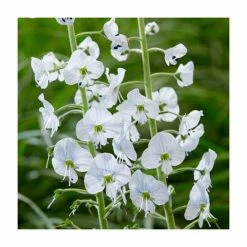 Eventual Sales Store -Eventual Sales Store PL5502 add image 1 d71b