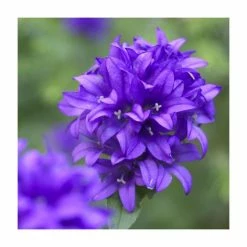 Campanula glomerata 'Superba' | 10.5cm Pot