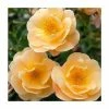 'Flower Carpet Amber' Ground Cover Rose - 4L Pot -Eventual Sales Store PL6129A main image 42b9