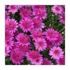 Argyranthemum 'Madeira™ Crested Hot Pink' | Bedding | Pack Of 5 Large Plug Plants -Eventual Sales Store PL9003SPX5 main image 5b1c