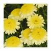 Argyranthemum 'Maderia™ Crested Yellow' | Pack of 5 Plug Plants -Eventual Sales Store PL9004SPX5 main image 698d