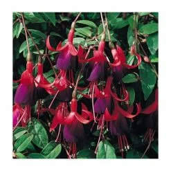 Fuchsia Hardy Bush 'Brutus' | Bedding | 5 x Large Plugs