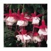 Fuchsia Hardy Bush 'Snowcap' | Bedding | 5 x Large Plugs -Eventual Sales Store PL9037SPX5 main image 31b1
