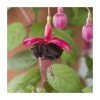 Fuchsia Upright Type 'Blackie' | Bedding | 5 x Large Plugs -Eventual Sales Store PL9058SPX5 main image c5b2