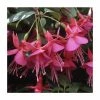 Upright Fuchsia 'Display' | Pack of 5 Plug Plants -Eventual Sales Store PL9060SPX5 main image b264