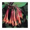 Upright Fuchsia 'Koralle'| Pack of 5 Plug Plants -Eventual Sales Store PL9062SPX5 main image f853