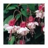 Upright Fuchsia 'Spion Kop' | Pack of 5 Plug Plants -Eventual Sales Store PL9063SPX5 main image c462