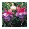 Upright Fuchsia 'Winston Churchill' | Pack of 5 Plug Plants