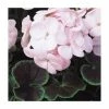 Geranium 'BullsEye Light Pink' | Pack of 5 Plug Plants -Eventual Sales Store PL9065SPX5 main image 1368