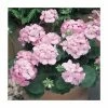 Geranium 'New Century Appleblossom' | Pack of 5 Plug Plants 2 Geranium 'New Century Appleblossom' | Pack of 5 Plug Plants -Eventual Sales Store PL9067SPX5 main image 70ee