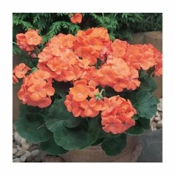 Geranium 'New Century Orange' | Pack of 5 Plug Plants