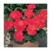 Geranium 'New Century Red' | Pack of 5 Plug Plants -Eventual Sales Store PL9069SPX5 main image a352
