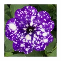 Petunia Sky 'Night Sky®' | Bedding | 5 x Large Plugs -Eventual Sales Store PL9102SPX5 add image 2 4dbe