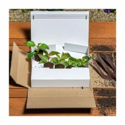 Petunia Sky 'Night Sky®' | Bedding | 5 x Large Plugs -Eventual Sales Store PL9102SPX5 add image 3 28a5